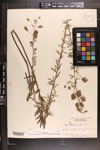 Lespedeza angustifolia image