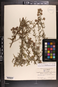 Lespedeza angustifolia image