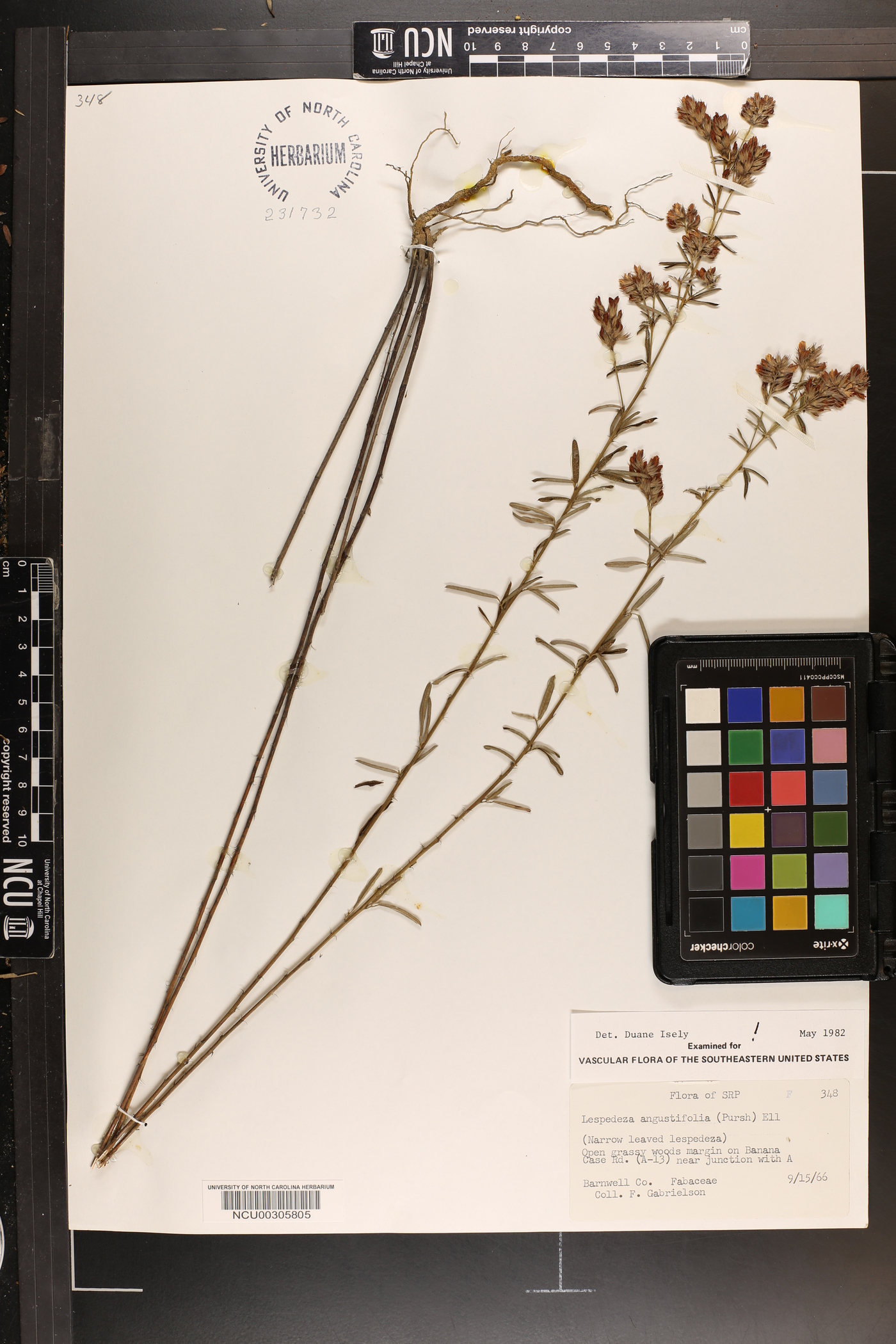 Lespedeza angustifolia image