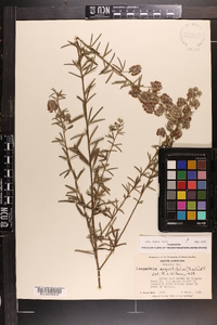 Lespedeza angustifolia image