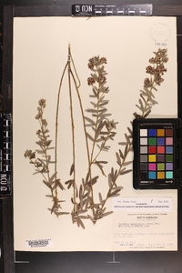 Lespedeza angustifolia image