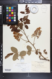 Robinia hispida image