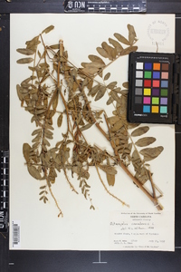 Astragalus canadensis image