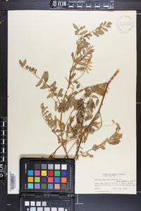 Astragalus canadensis image