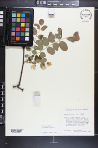 Robinia hispida image