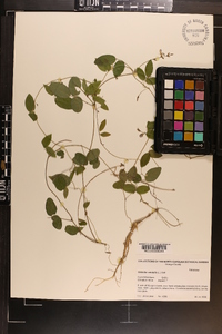 Galactia volubilis image