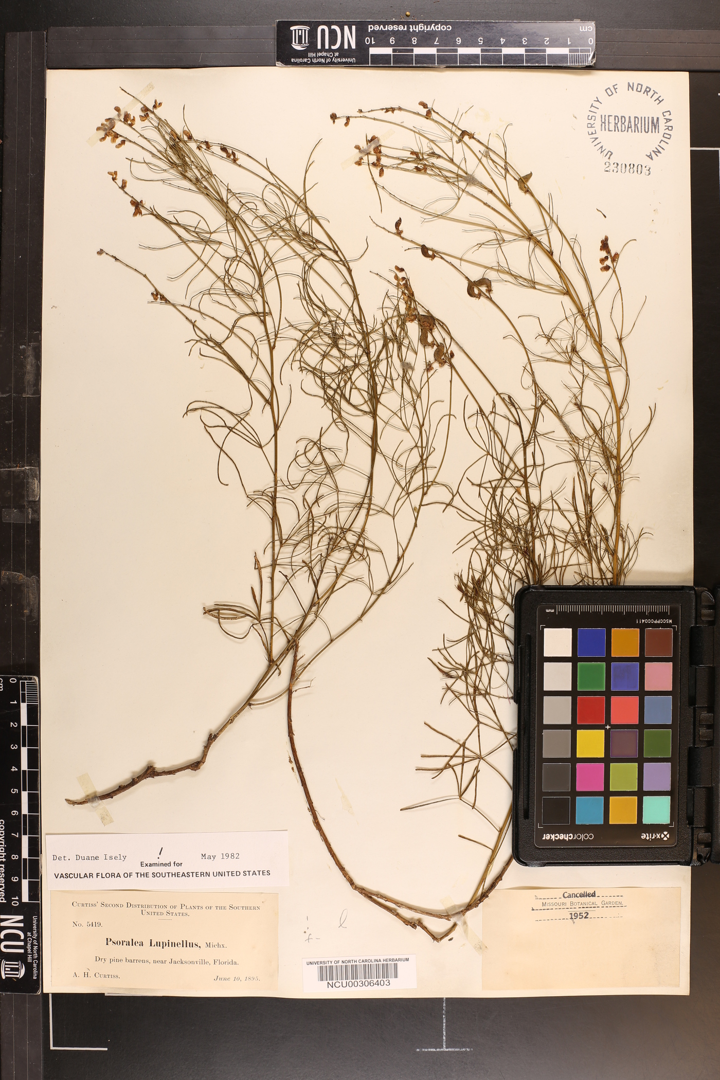 Orbexilum lupinellum image