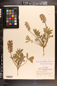 Psoralea subacaulis image