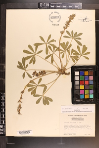 Psoralea subacaulis image