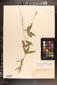 Orbexilum pedunculatum image