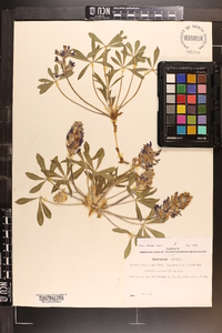 Psoralea subacaulis image