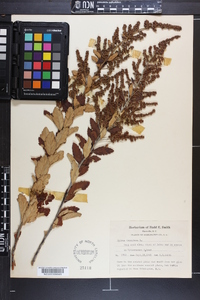 Spiraea tomentosa image