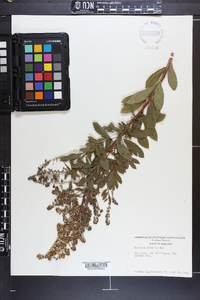 Spiraea alba image