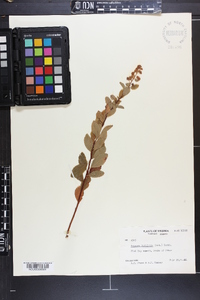 Spiraea alba image