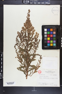 Spiraea alba image