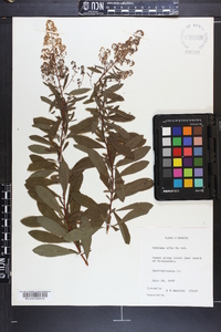 Spiraea alba image