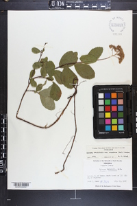 Spiraea betulifolia image