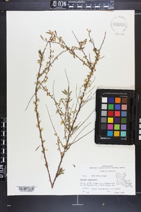 Spiraea thunbergii image