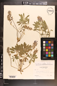 Psoralea subacaulis image