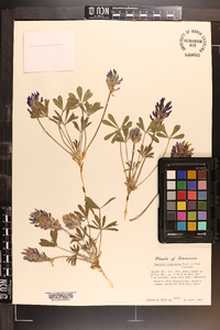 Psoralea subacaulis image