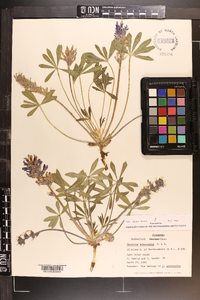 Psoralea subacaulis image