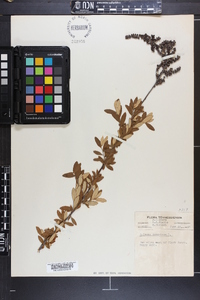 Spiraea tomentosa image