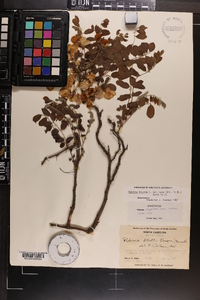 Robinia hispida var. nana image