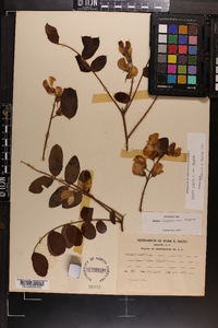 Robinia hispida image