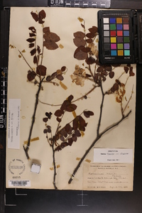 Robinia hispida image