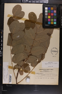 Robinia hispida var. hispida image