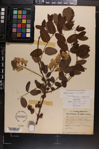 Robinia hispida image