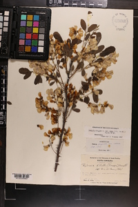 Robinia hispida var. nana image