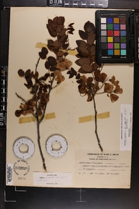 Robinia hispida var. nana image