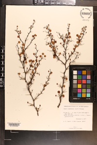 Acacia pinetorum image