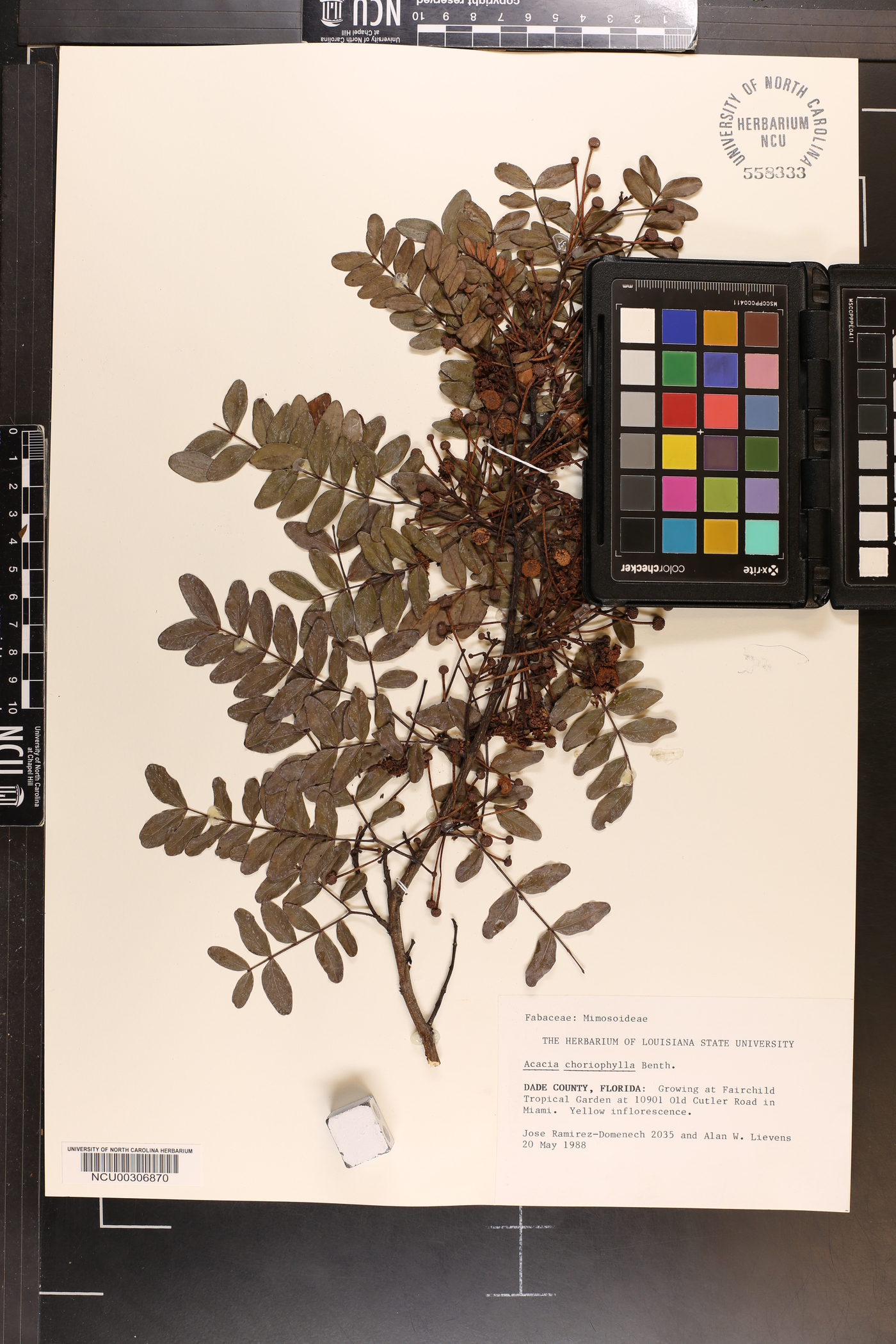 Acacia choriophylla image