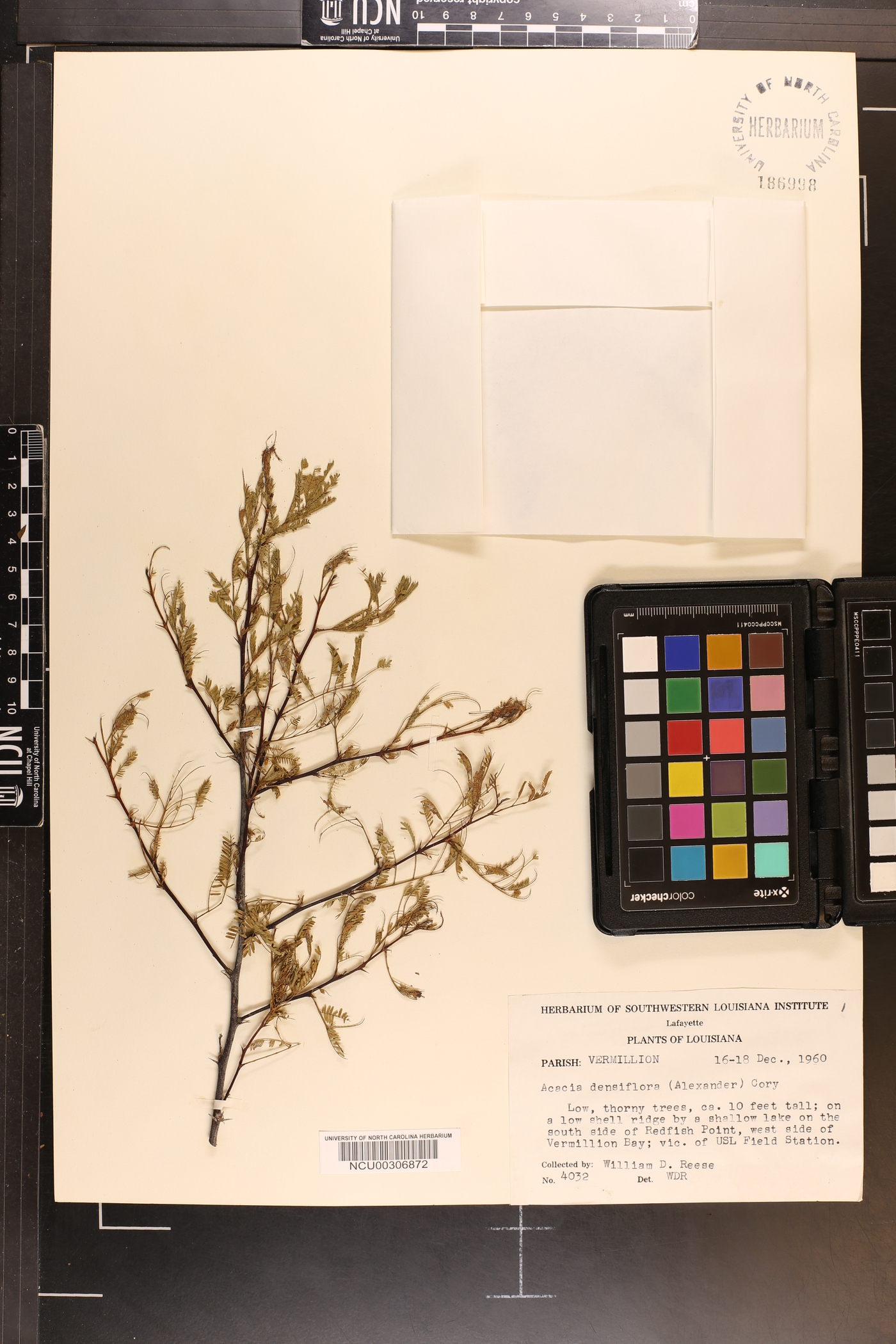 Acacia densiflora image