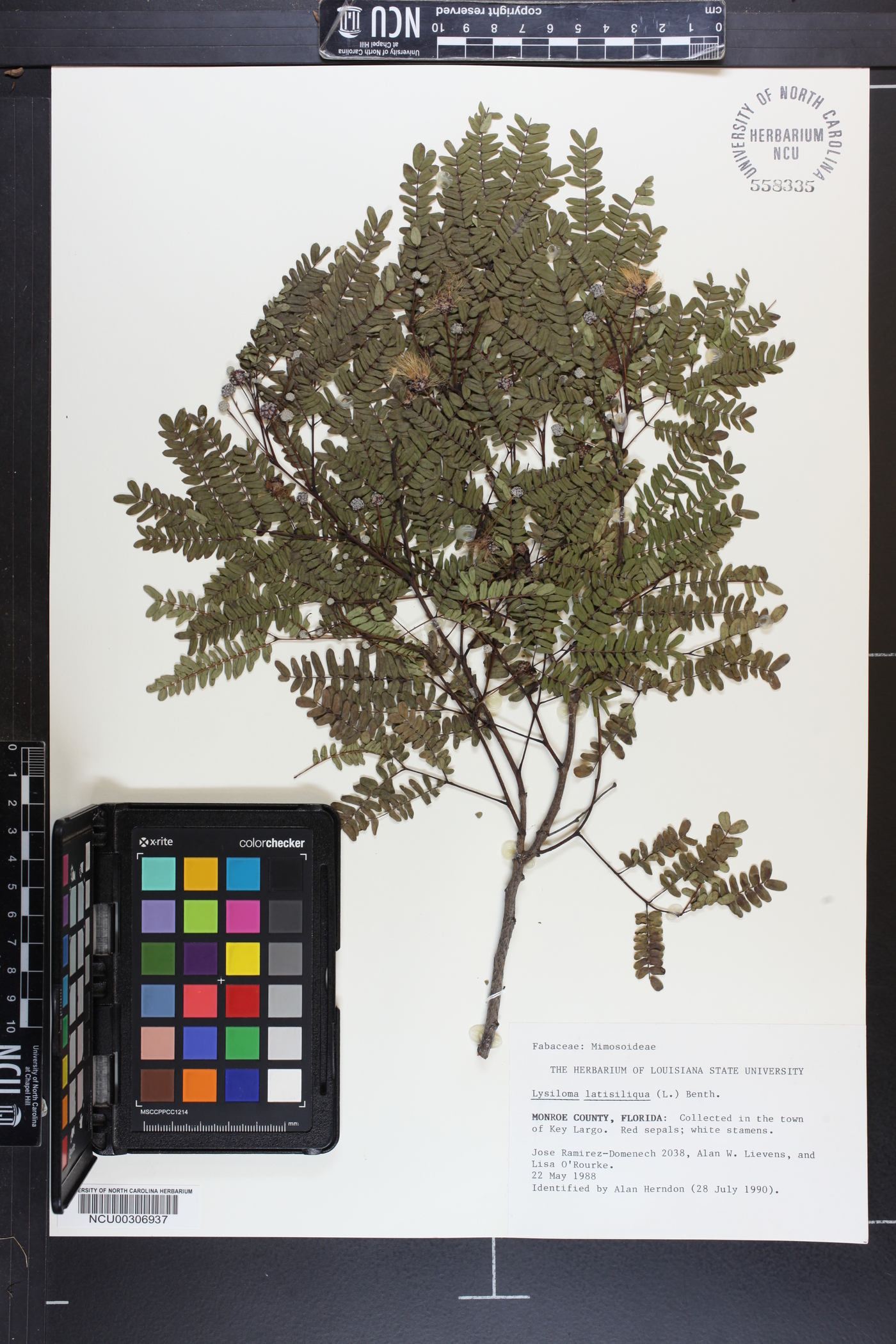 Lysiloma bahamensis image