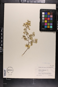 Medicago polymorpha image