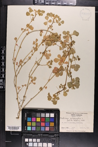 Medicago polymorpha image