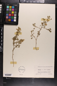 Medicago polymorpha image