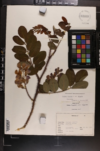 Robinia hispida image