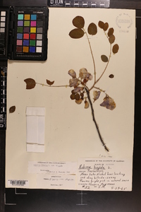 Robinia hispida image