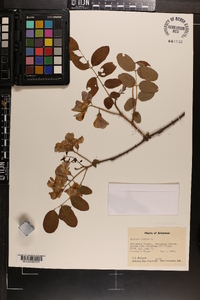 Robinia hispida var. hispida image