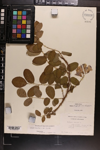 Robinia hispida image