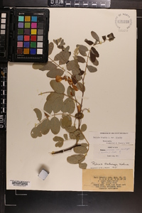 Robinia hispida image