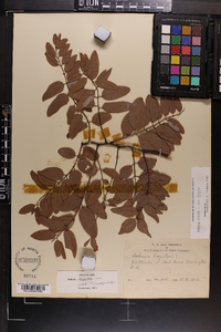 Robinia hispida image