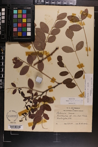 Robinia hispida image