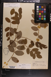 Robinia hispida image