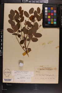 Robinia hispida var. hispida image