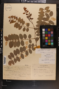 Robinia hispida image